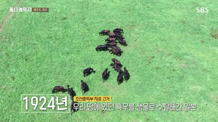 일본이 수탈해간 우리의 흑우.jpg | 인스티즈