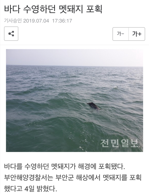 돼지 열병 막기가 어려운 이유 | 인스티즈