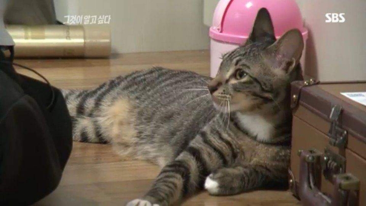 그것이 알고싶다에 나온 고양이 | 인스티즈