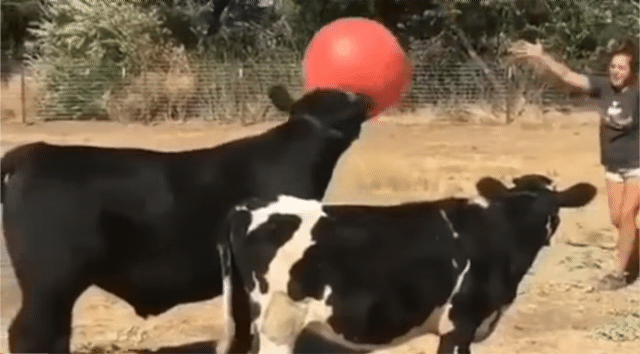 사람들이 잘 모르지만 공놀이를 좋아하는 동물들.gif | 인스티즈