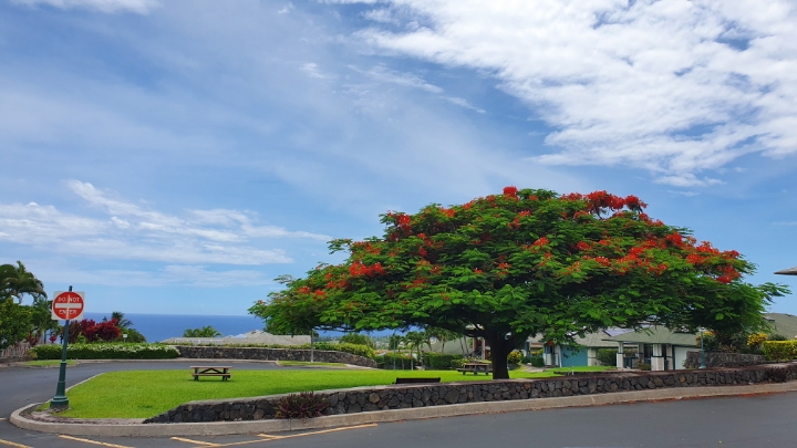 사촌누나 결혼식 참가하러 가서 찍은 하와이 사진 | 인스티즈