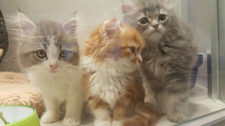 오사카 도톤보리에 있다는 고양이샵 | 인스티즈