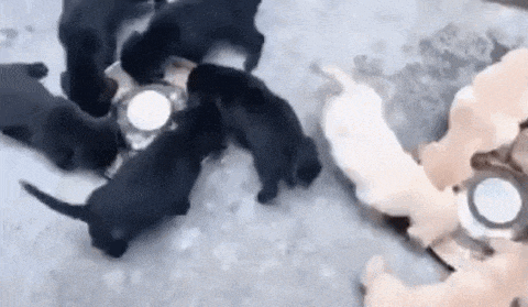 밥 먹는 강아지들 | 인스티즈