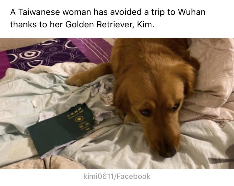 바이러스 막은 갓댕이.jpg | 인스티즈