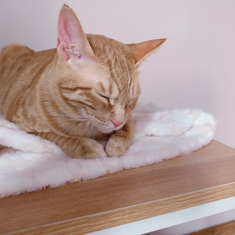 조는 고양이 몰촬 | 인스티즈