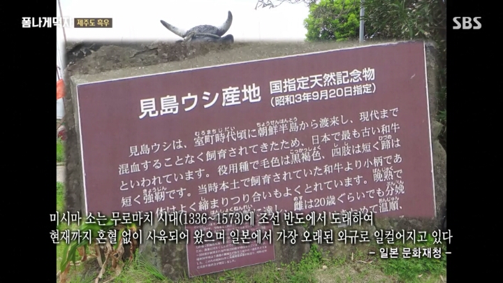 일본이 수탈해간 우리의 흑우.jpg | 인스티즈