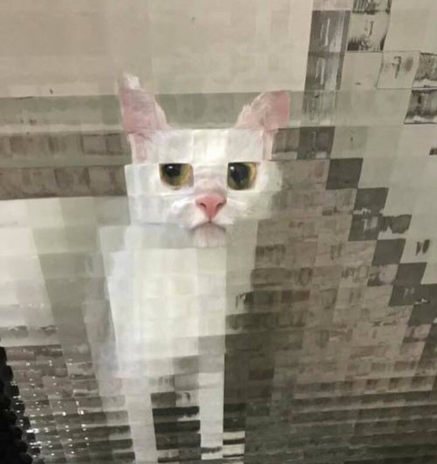 귀여운 고양이 사진 모음 | 인스티즈