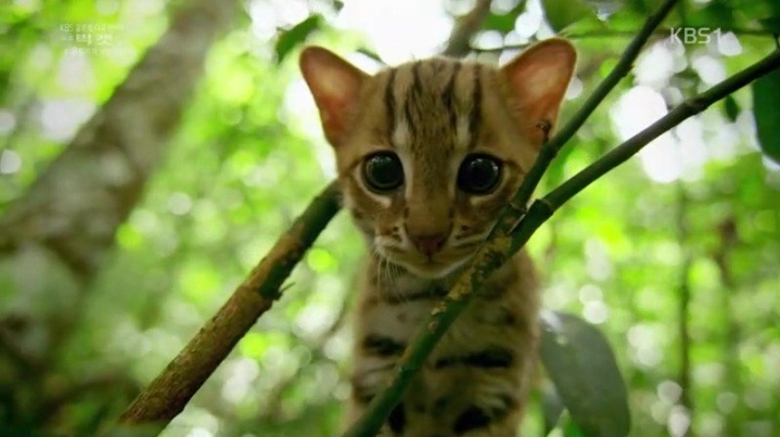 세상에서 가장 작은 고양이.jpgif | 인스티즈