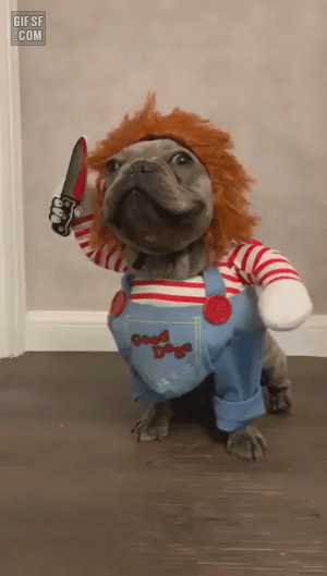 할로윈에 등장한 처키 | 인스티즈