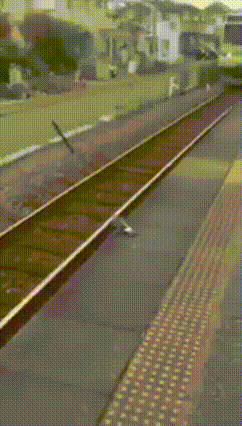 요즘 비둘기 지능 수준 ㄷㄷ.gif | 인스티즈