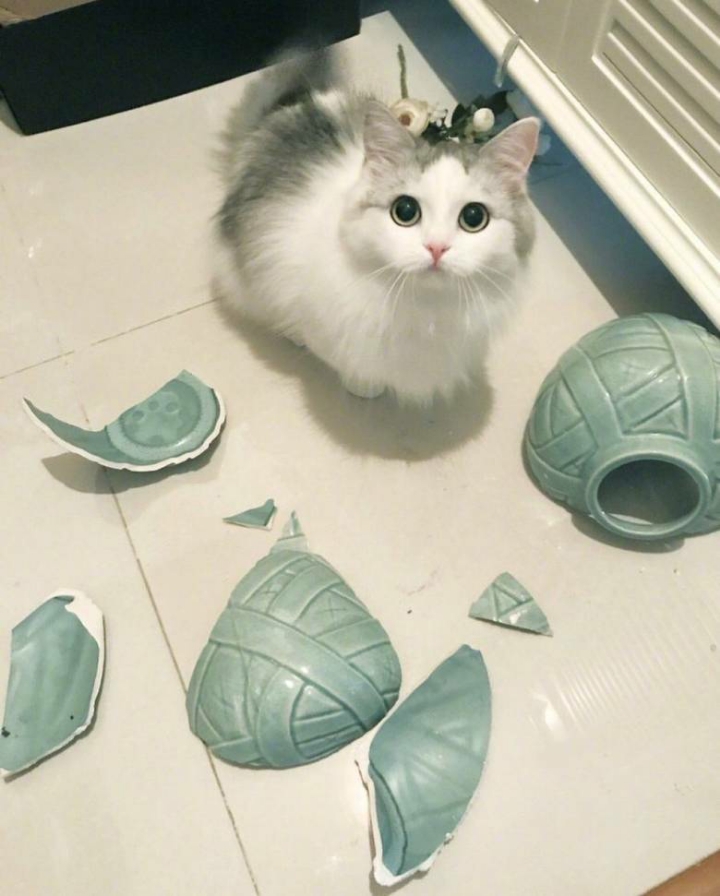 귀여운 고양이 사진 모음 | 인스티즈