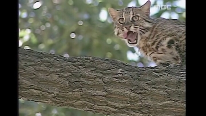 북한 개마고원에 살고 있는 동물들 | 인스티즈