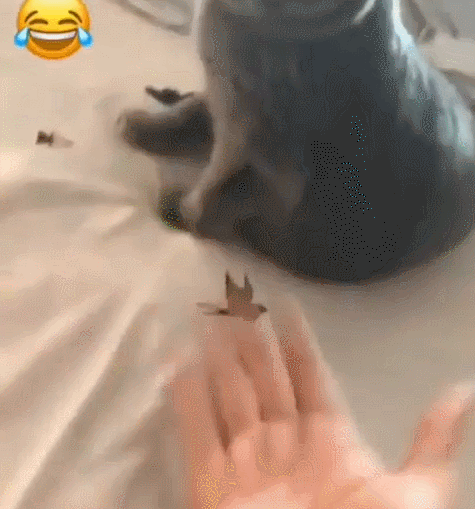 친근함을 표시하는 고양이과 동물 특유의 행동...JPG | 인스티즈