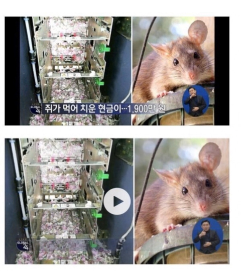 1,900만원 먹튀한 쥐.jpg | 인스티즈