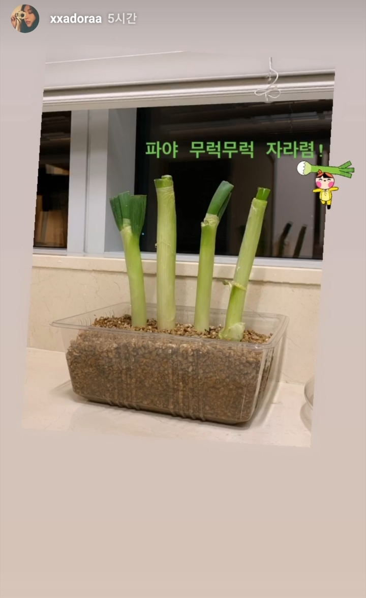 집에서 파 키우는 조보아 | 인스티즈