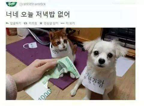 돈을 태운 고양이 | 인스티즈