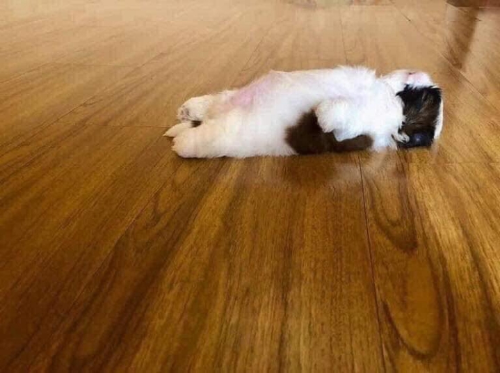 개가 잠을 이상하게 자요.jpg | 인스티즈