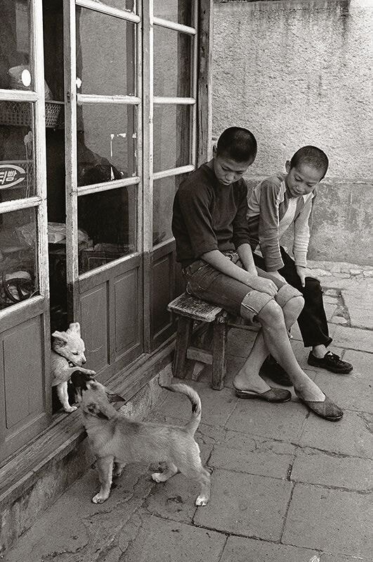 1970년대...한국의 댕댕이들....jpg | 인스티즈