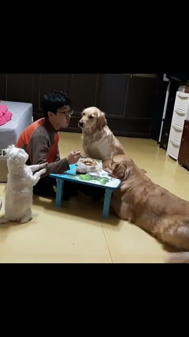 댕댕이들의 시선이 따갑다.. | 인스티즈