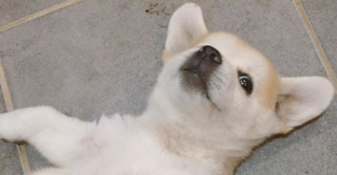 진정한 국민강아지는? 1박2일 상근이 vs 짱절미 | 인스티즈