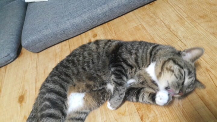 자는 고양이 괴롭히기 | 인스티즈