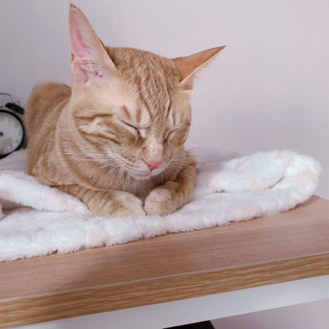 조는 고양이 몰촬 | 인스티즈