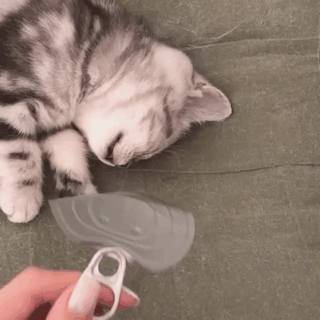 잠자는 고양이가 캔 냄새를 맡으면.gif | 인스티즈