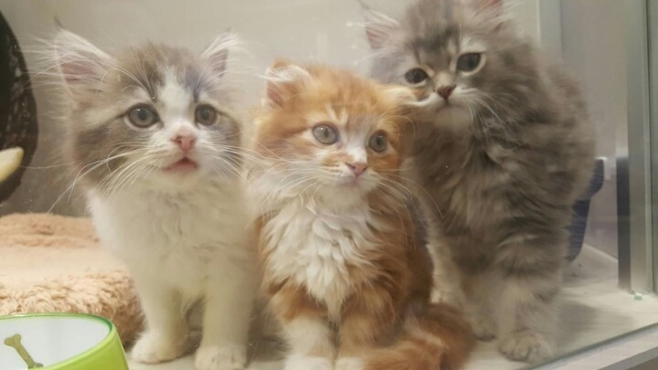 오사카 도톤보리에 있다는 고양이샵 | 인스티즈