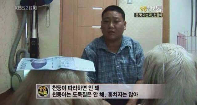 돈 훔쳐서 벌 받는 강아지들 | 인스티즈
