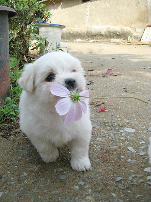 귀여운 강아지들 ㅎㅎ | 인스티즈