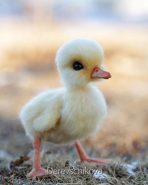 러시아 유명 동물 인형 제작자.jpg | 인스티즈