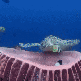 휴식 취하는 바다거북.gif | 인스티즈