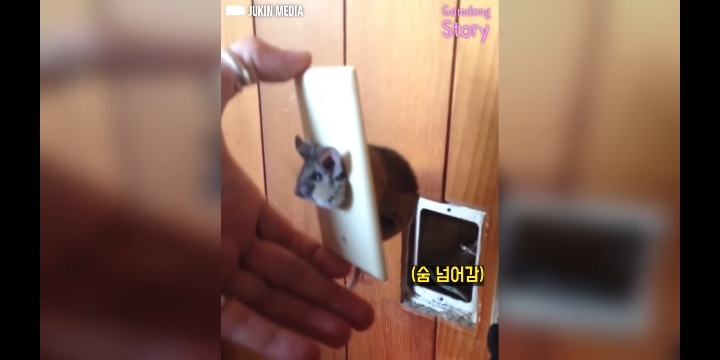 콘센트에 쥐 머리가 껴있다면? | 인스티즈