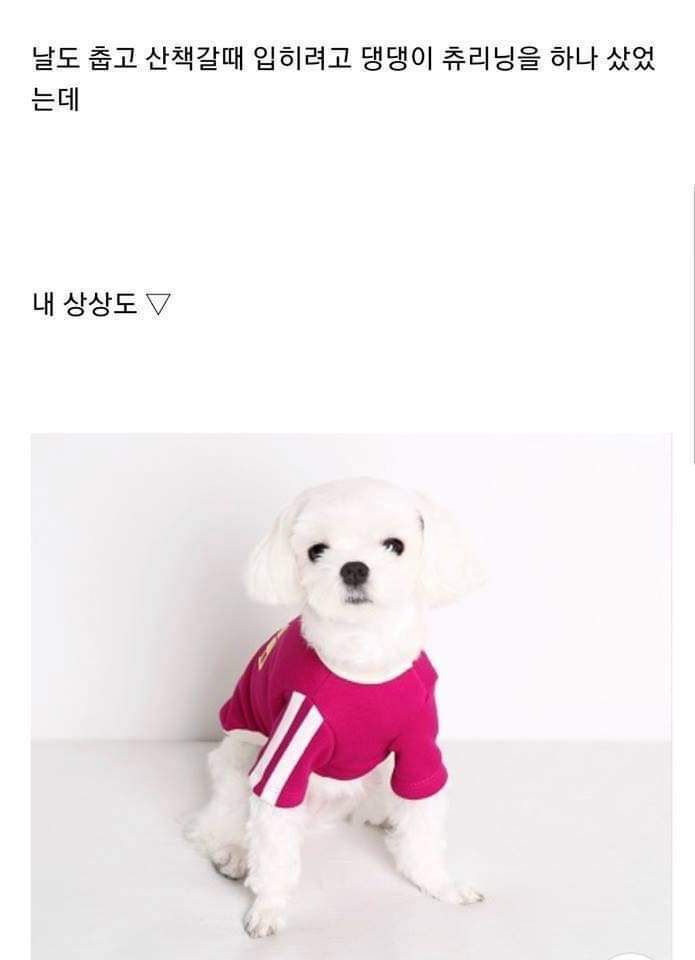 댕댕이 츄리닝 하나 샀었는데 | 인스티즈