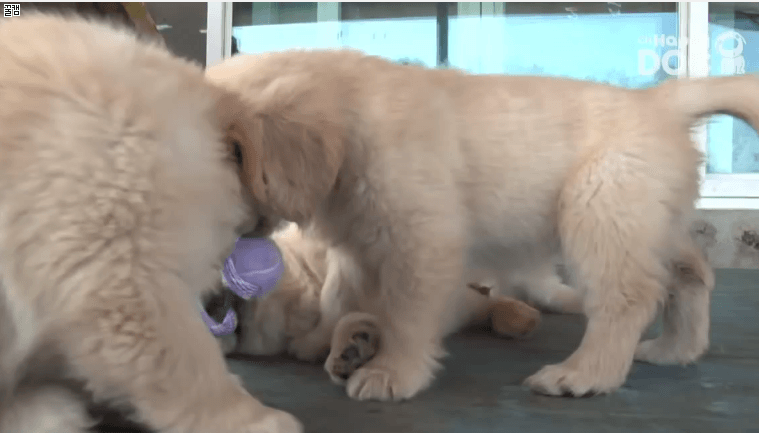 사이좋은 댕댕이들.gif | 인스티즈