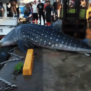 몇일 전 한국에서 잡힌 고래 상어 ㄷㄷ.gif | 인스티즈