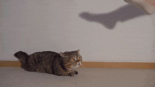 고양이들은 발을 좋아할까? | 인스티즈