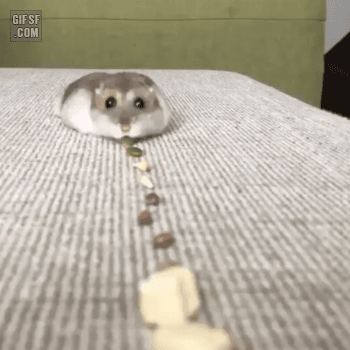 간식먹는 햄스터.gif | 인스티즈