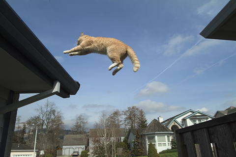 고양이도 반대말이 있었군요 | 인스티즈