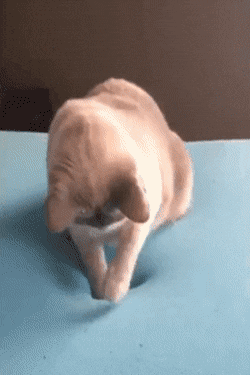 메모리폼이 신기한 고양이.gif | 인스티즈