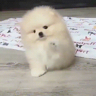 댕댕이랑 하이파이브.gif | 인스티즈