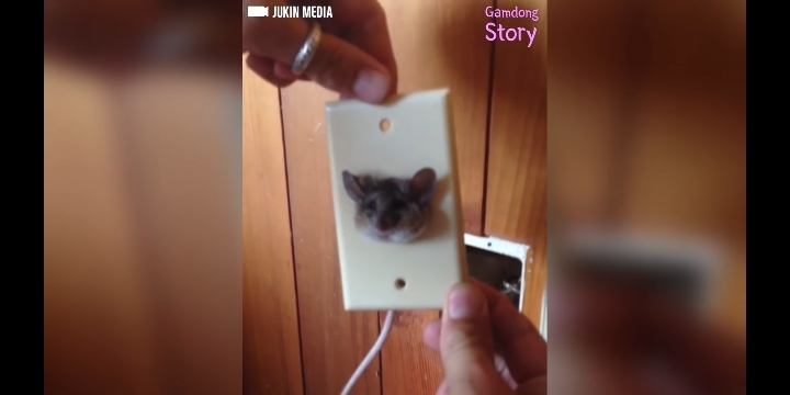 콘센트에 쥐 머리가 껴있다면? | 인스티즈