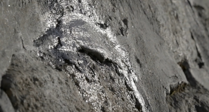 인간이 만든 댐을 타고 다니는 동물.jpgif | 인스티즈