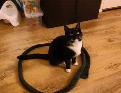 고양이 봉인하는 법 | 인스티즈