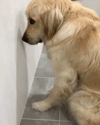 눈치 보는 인절미.gif | 인스티즈