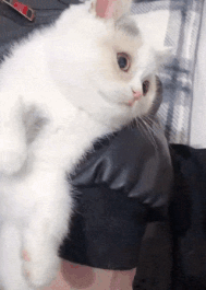 싫은 척 하더니만.gif | 인스티즈