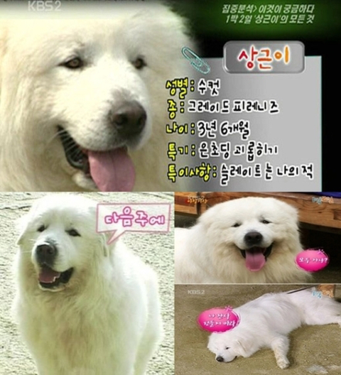 진정한 국민강아지는? 1박2일 상근이 vs 짱절미 | 인스티즈