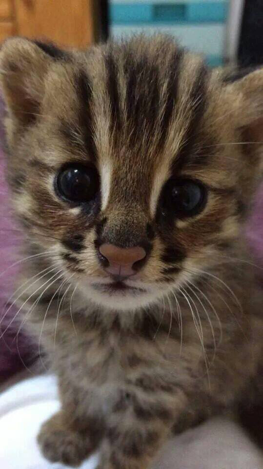 길고양이를 주웠는데 너무 귀엽다 | 인스티즈