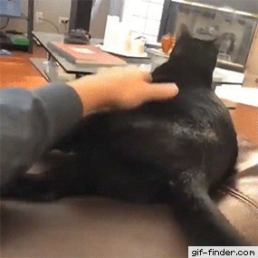 집사의 손을 거부하는 냥이.gif | 인스티즈