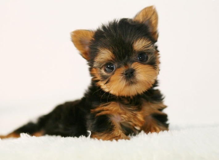 새해 첫 요크셔테리어 | 인스티즈